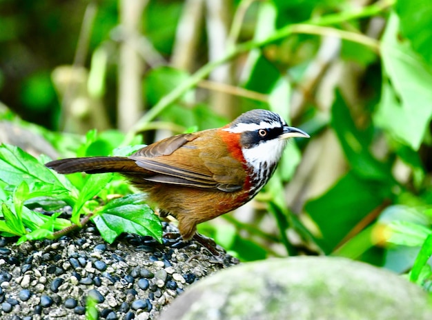 写真 植物 に 座っ て いる 鳥 の クローズアップ