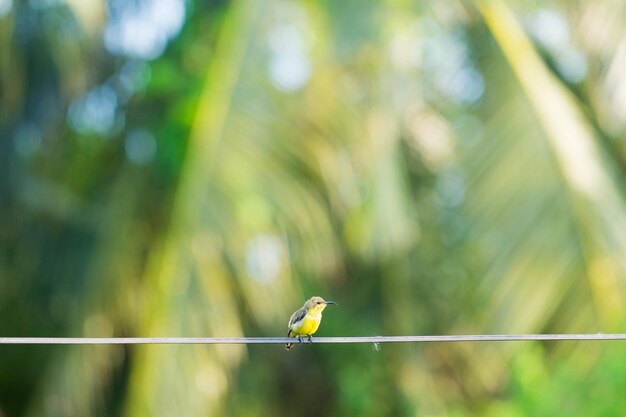 写真 植物 に 座っ て いる 鳥 の クローズアップ