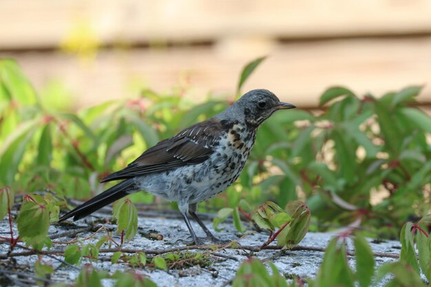 写真 植物 に 座っ て いる 鳥 の クローズアップ