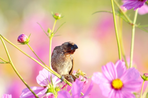 写真 植物 に 座っ て いる 鳥 の クローズアップ