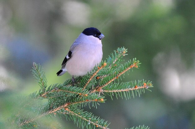 写真 植物 に 座っ て いる 鳥 の クローズアップ