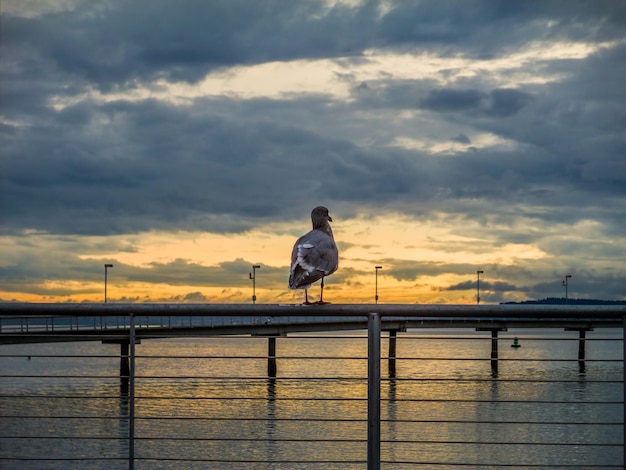 写真 夕暮れの海と雲の空に逆らってレールに座っている鳥のクローズアップ