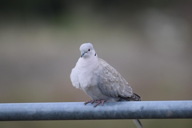 写真 レールに座っている鳥のクローズアップ