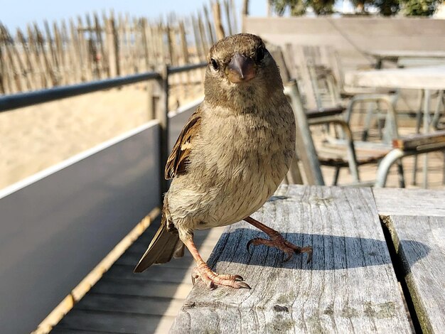 写真 レールに座っている鳥のクローズアップ