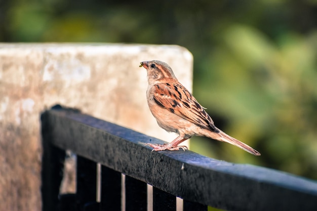 写真 レールに座っている鳥のクローズアップ