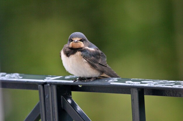 写真 レールに座っている鳥のクローズアップ