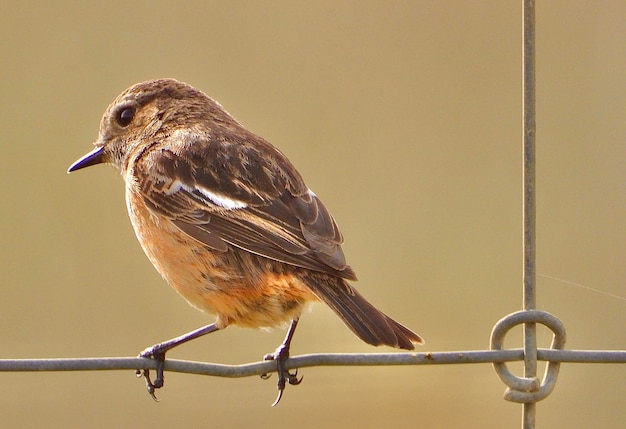 写真 レールに座っている鳥のクローズアップ