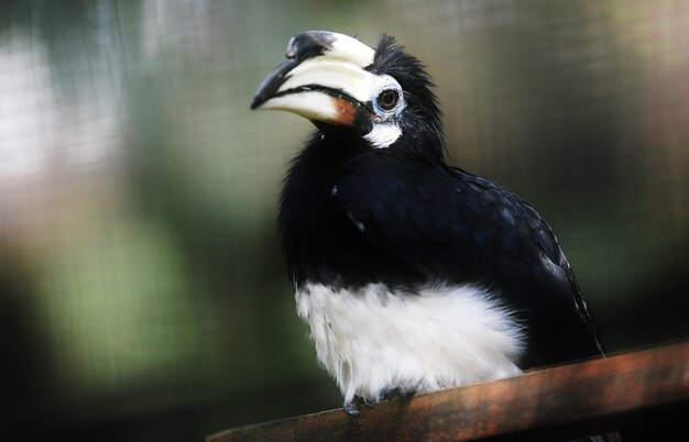 写真 レールに座っている鳥のクローズアップ