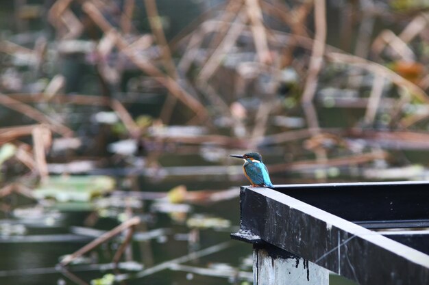 写真 レールに座っている鳥のクローズアップ