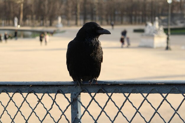 写真 レールに座っている鳥のクローズアップ