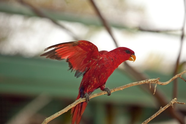 写真 赤い屋外に座っている鳥のクローズアップ