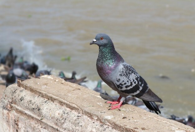 写真 支柱壁に座っている鳥のクローズアップ