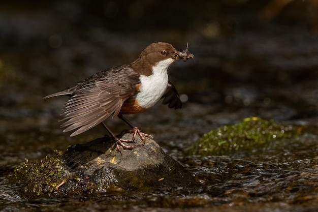 写真 川の近くの岩の上に座っている鳥のクローズアップ