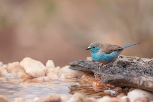 写真 岩の上に座っている鳥のクローズアップ