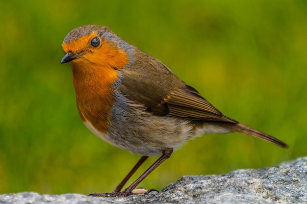 写真 岩の上に座っている鳥のクローズアップ