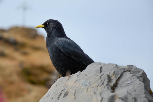 写真 岩の上に座っている鳥のクローズアップ