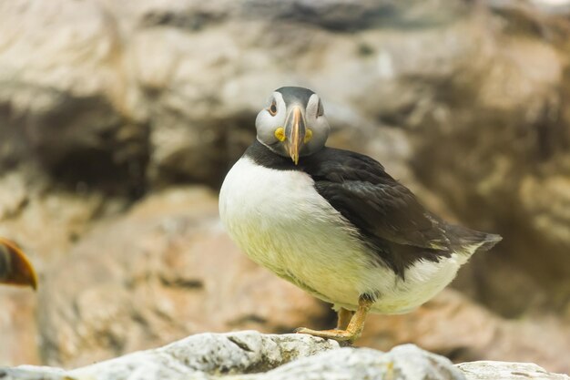 写真 岩の上に座っている鳥のクローズアップ