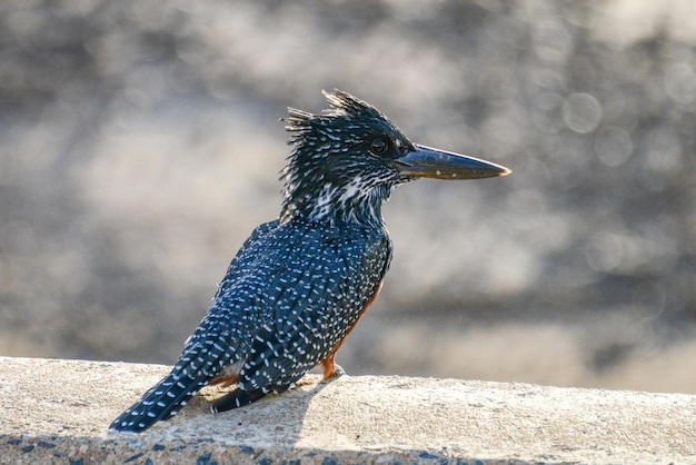 写真 岩の上に座っている鳥のクローズアップ