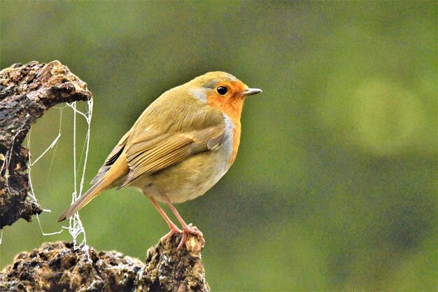 写真 岩の上に座っている鳥のクローズアップ