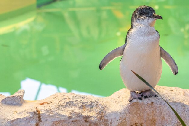 写真 岩の上に座っている鳥のクローズアップ