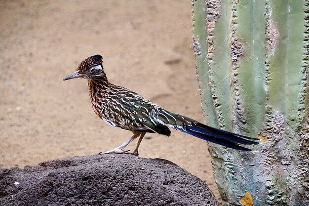 写真 岩の上に座っている鳥のクローズアップ