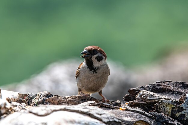 写真 岩の上に座っている鳥のクローズアップ