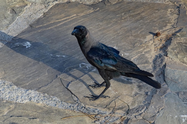 写真 岩の上に座っている鳥のクローズアップ