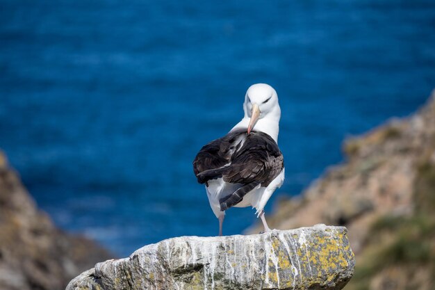 写真 岩の上に座っている鳥のクローズアップ