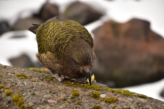 写真 岩の上に座っている鳥のクローズアップ