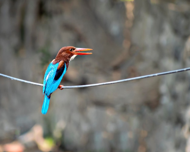 Фото Близкий план птицы, сидящей на веревке