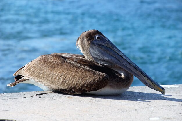 写真 岸に座っている鳥のクローズアップ