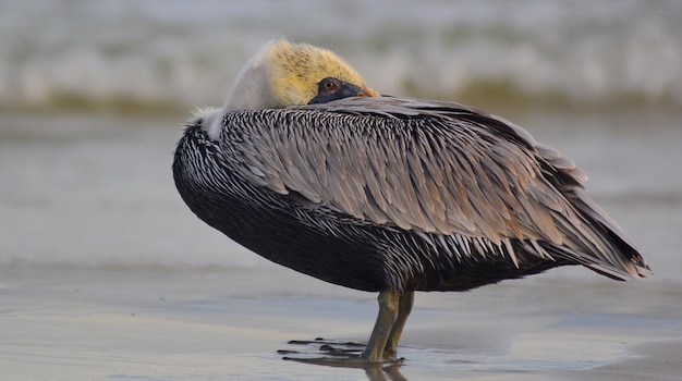 写真 岸に座っている鳥のクローズアップ