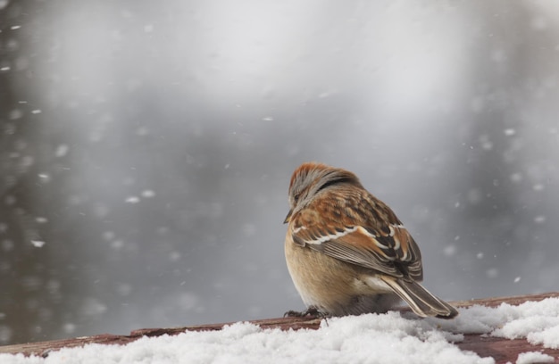 Фото Близкий план птицы, сидящей на снегу
