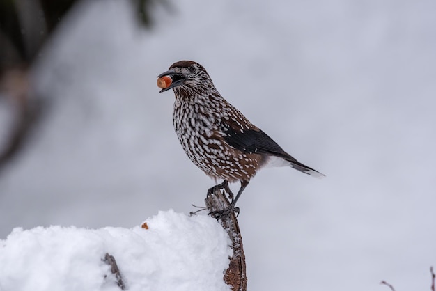 写真 雪の上に座っている鳥のクローズアップ