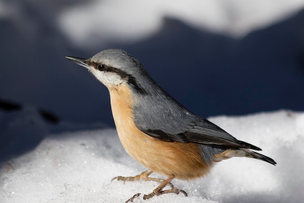 Фото Близкий план птицы, сидящей на снегу
