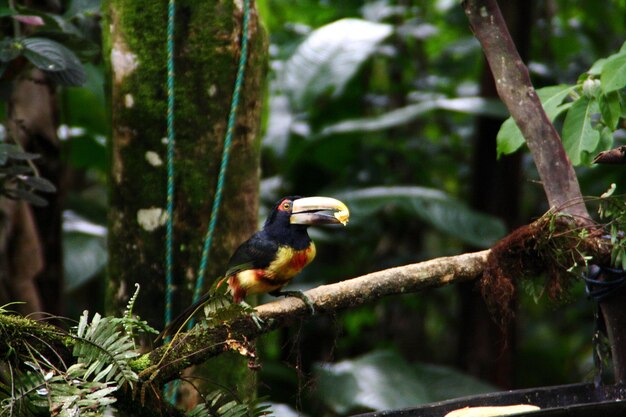 写真 木の上に座っている鳥のクローズアップ