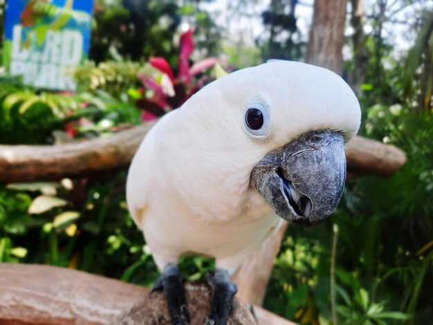 写真 木の上に座っている鳥のクローズアップ