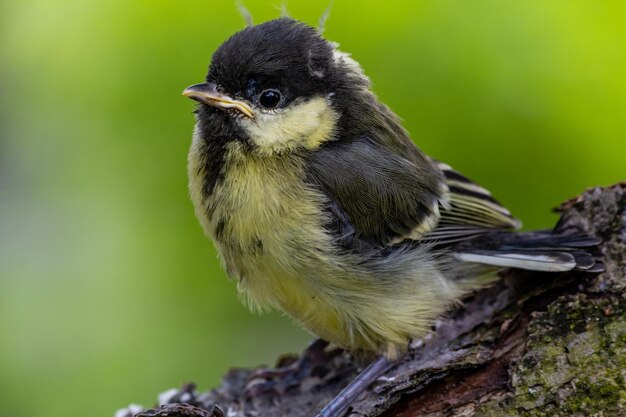 写真 木の上に座っている鳥のクローズアップ