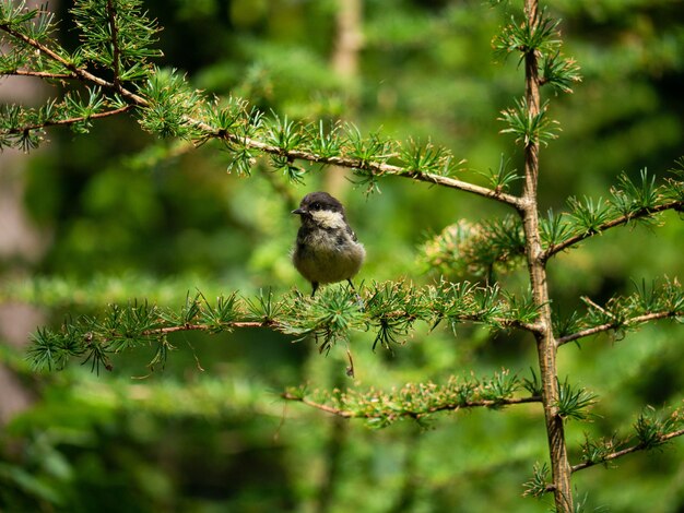 写真 木に座っている鳥のクローズアップ