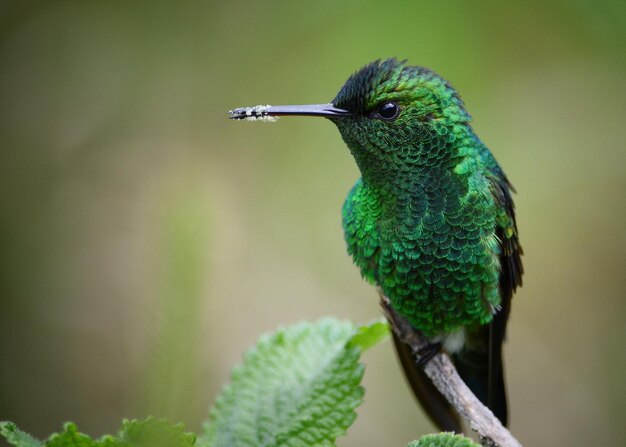 写真 木の上に座っている鳥のクローズアップ