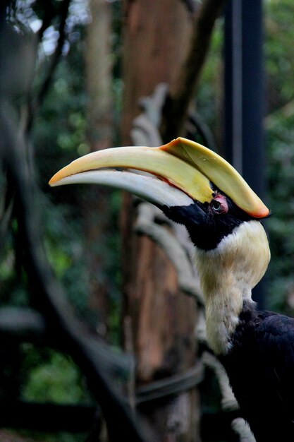 写真 木の上に座っている鳥のクローズアップ