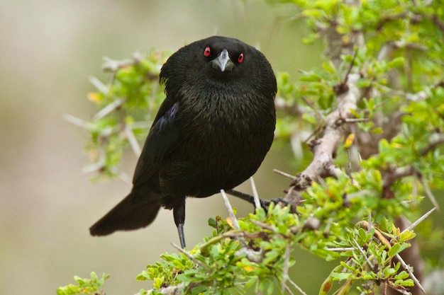 写真 木の上に座っている鳥のクローズアップ