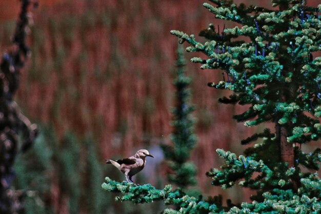 写真 木の上に座っている鳥のクローズアップ