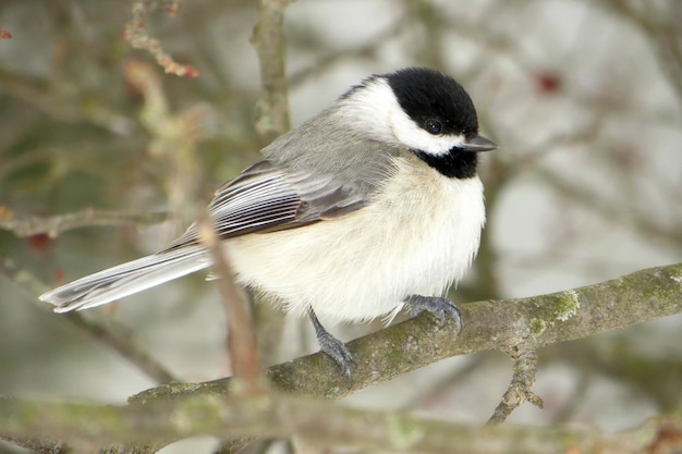 写真 木の上に座っている鳥のクローズアップ