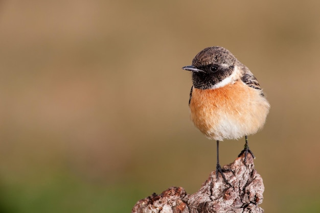 写真 木の上に座っている鳥のクローズアップ