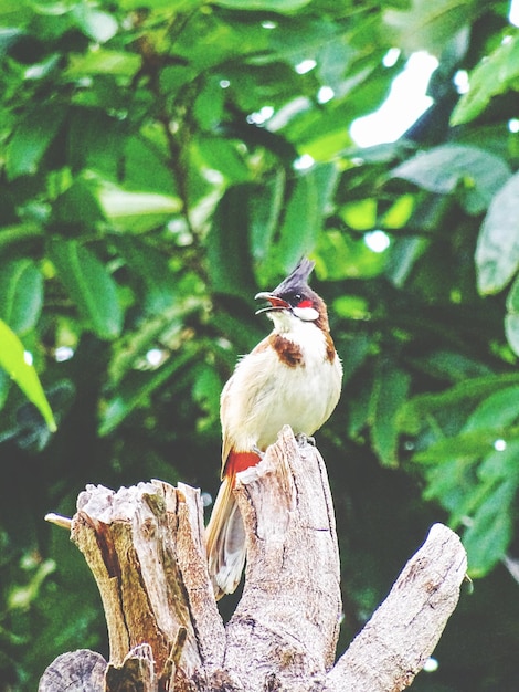 写真 木に座っている鳥のクローズアップ