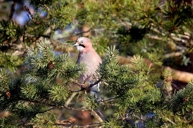 写真 木の上に座っている鳥のクローズアップ