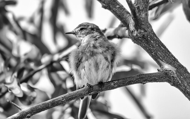 写真 木の上に座っている鳥のクローズアップ