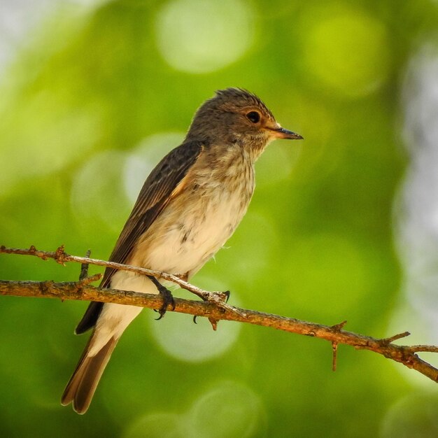 写真 枝に座っている鳥のクローズアップ