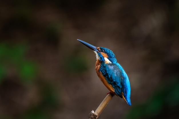 写真 枝 に 座っ て いる 鳥 の クローズアップ